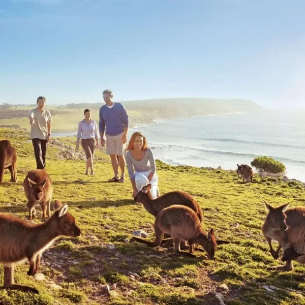 kangaroo island 3 day trip