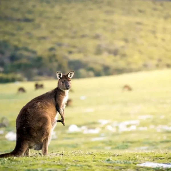 kangaroo island tour from adelaide