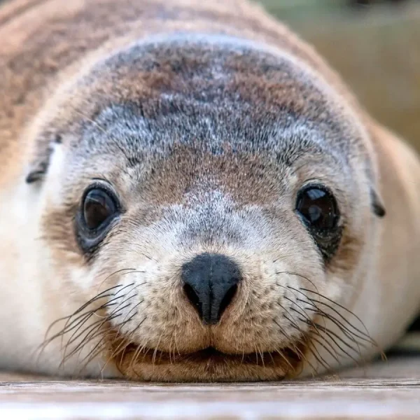 kangaroo island tour