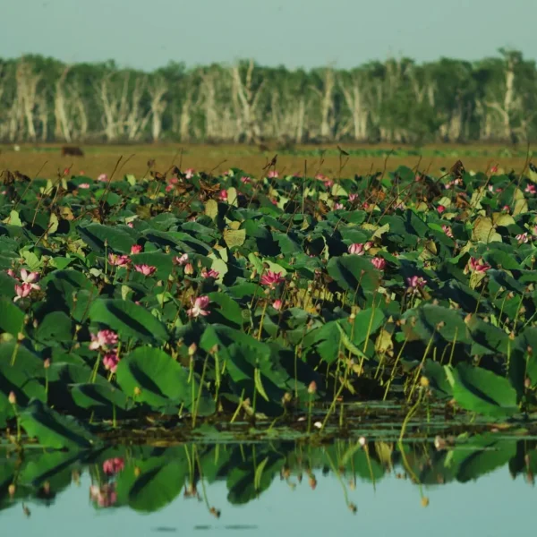 4wd tour kakadu