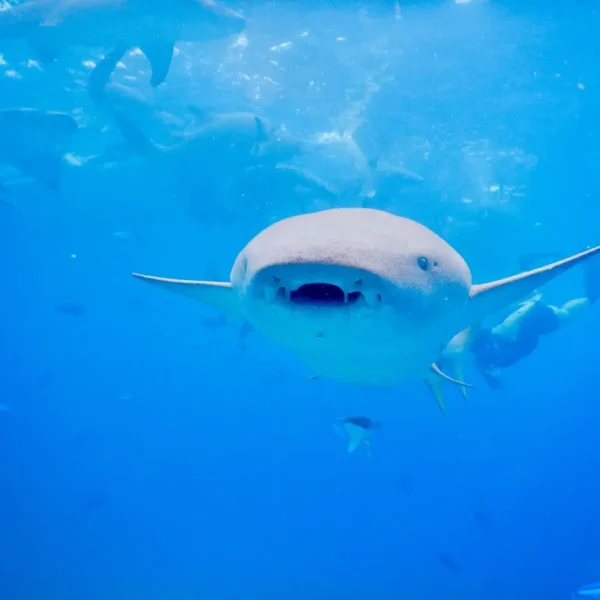 maldives tour package