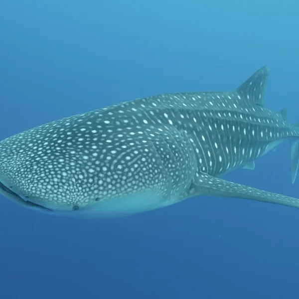 sri lanka tour and maldives holiday