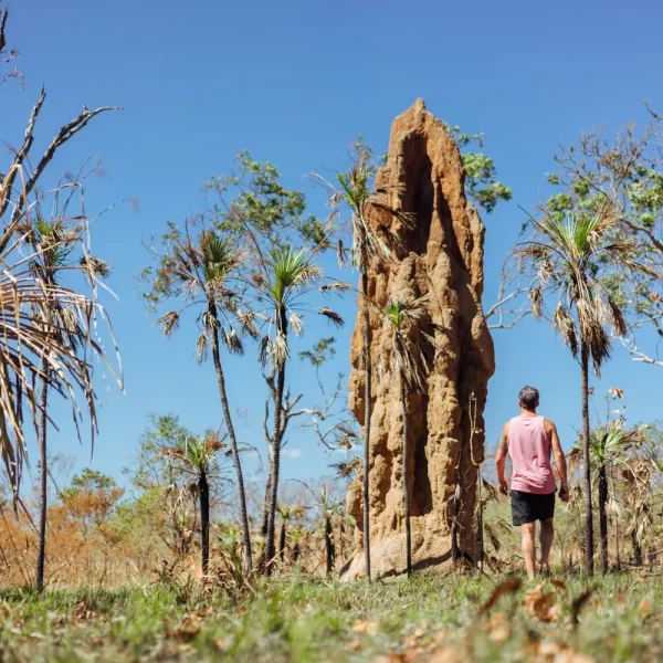 tours to litchfield from darwin
