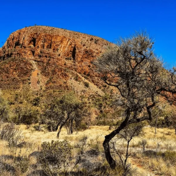 the larapinta trail