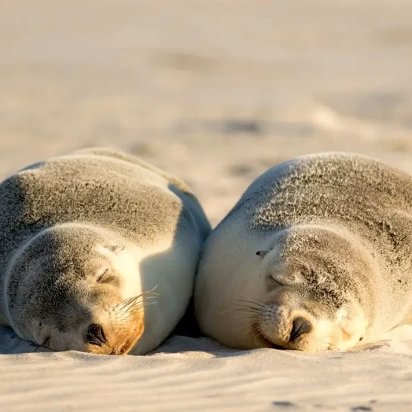 trip to kangaroo island