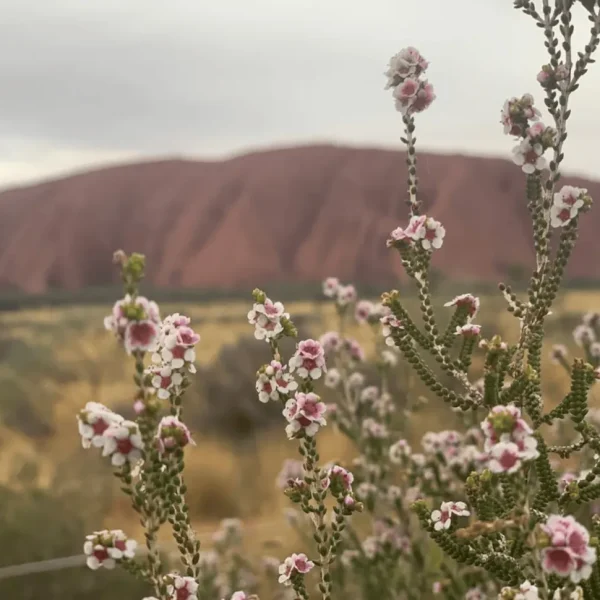 uluru tour 4 days