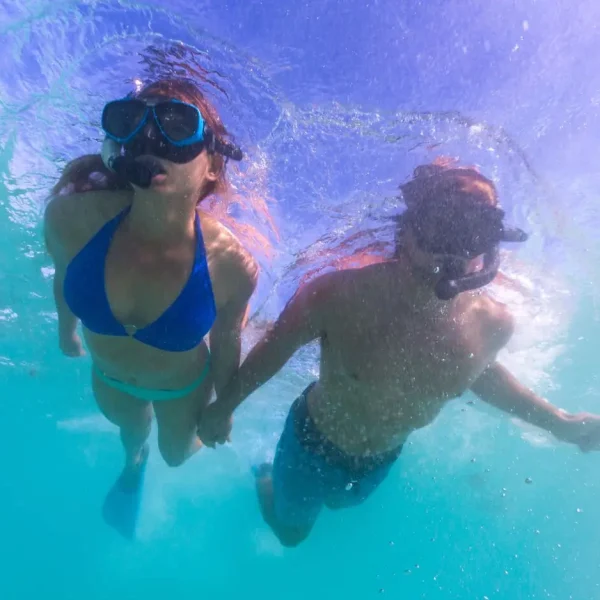 whale shark tour