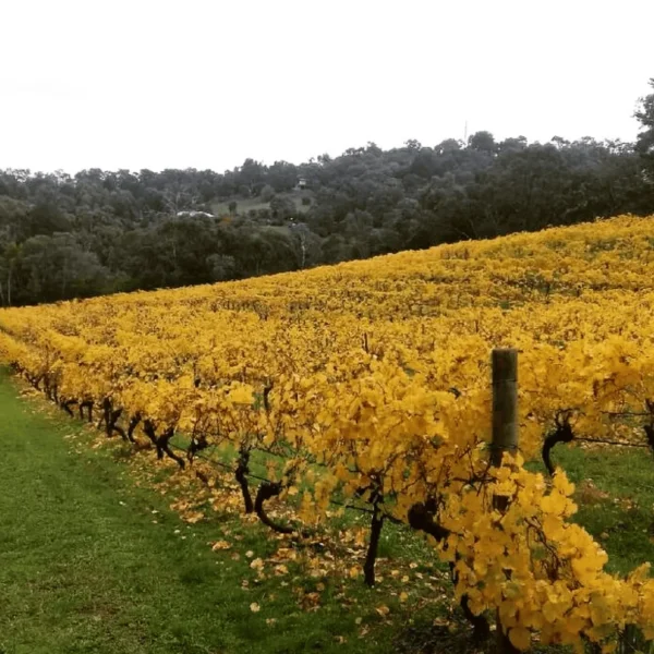 yarra valley tour from melbourne