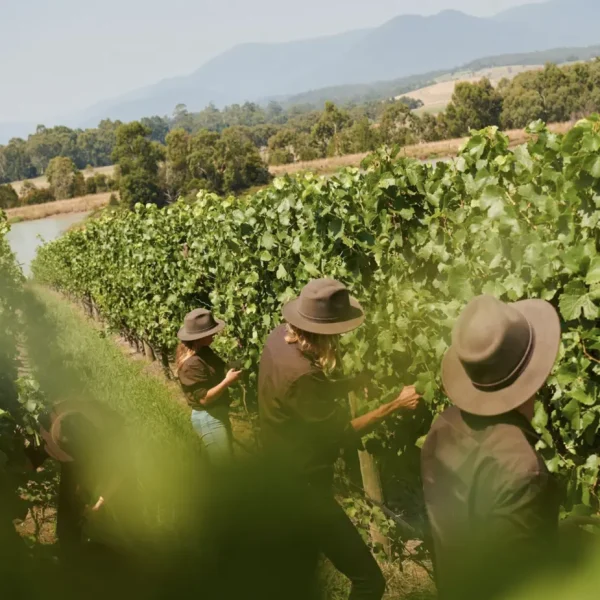 yarra valley tour melbourne