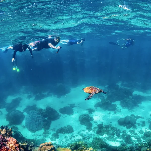 exmouth whale shark tours
