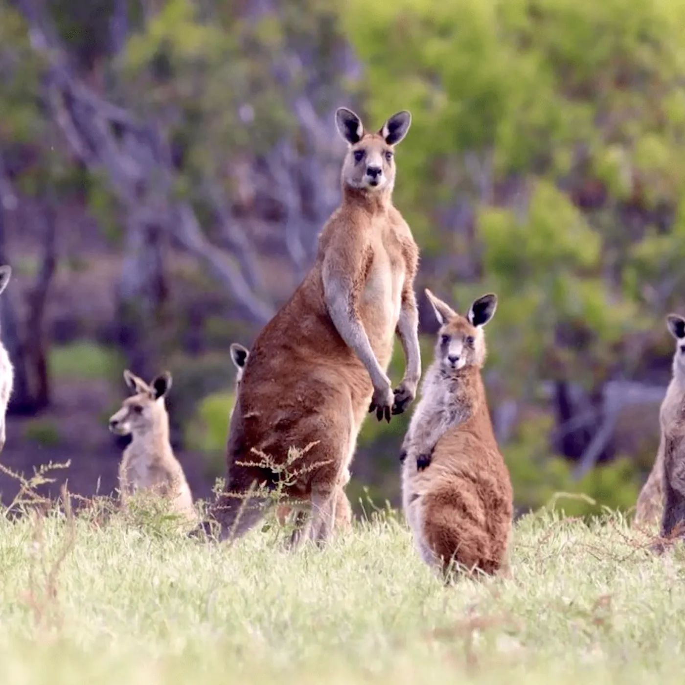grampians animals