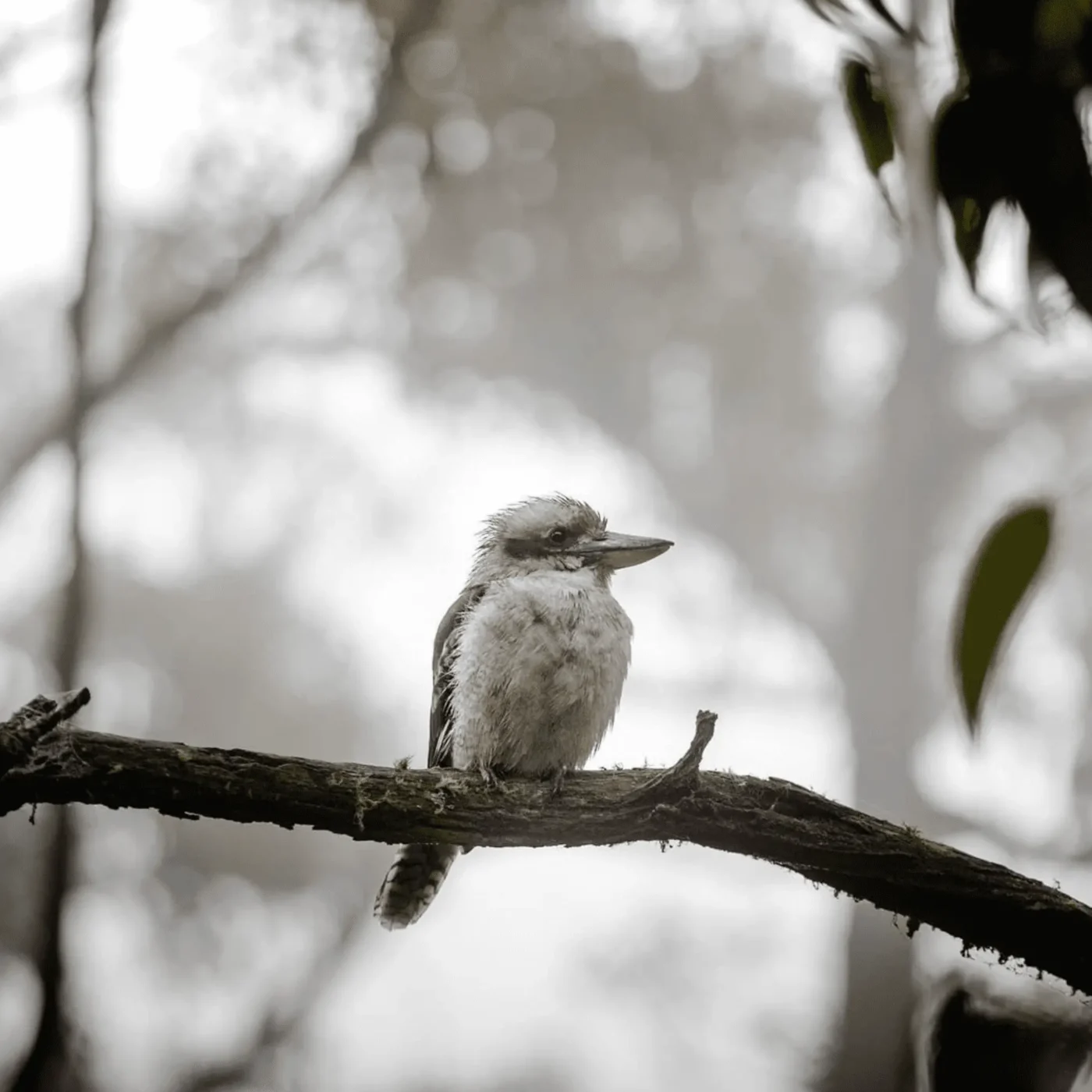 grampians birds