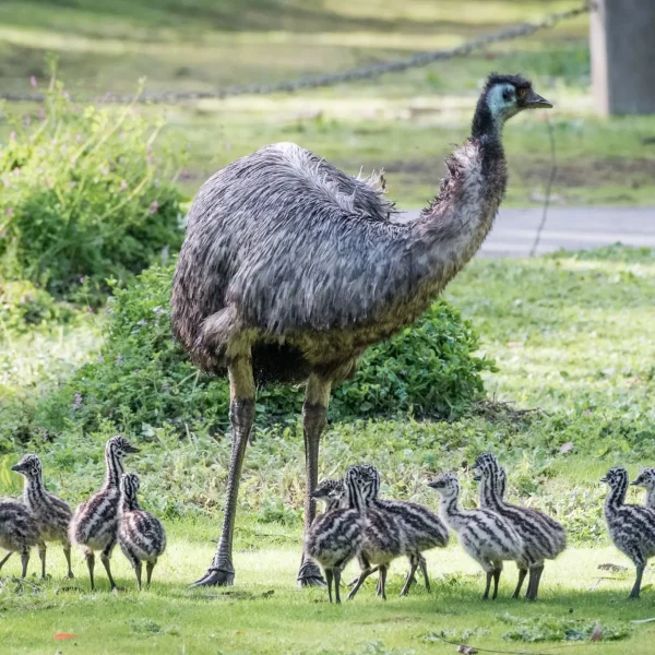 grampians national park tour