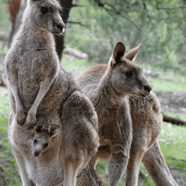 grampians national park tour from melbourne
