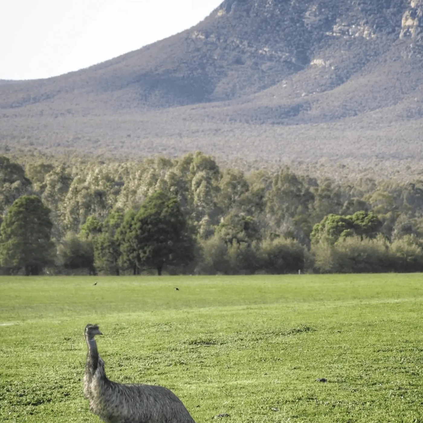 grampians wildlife