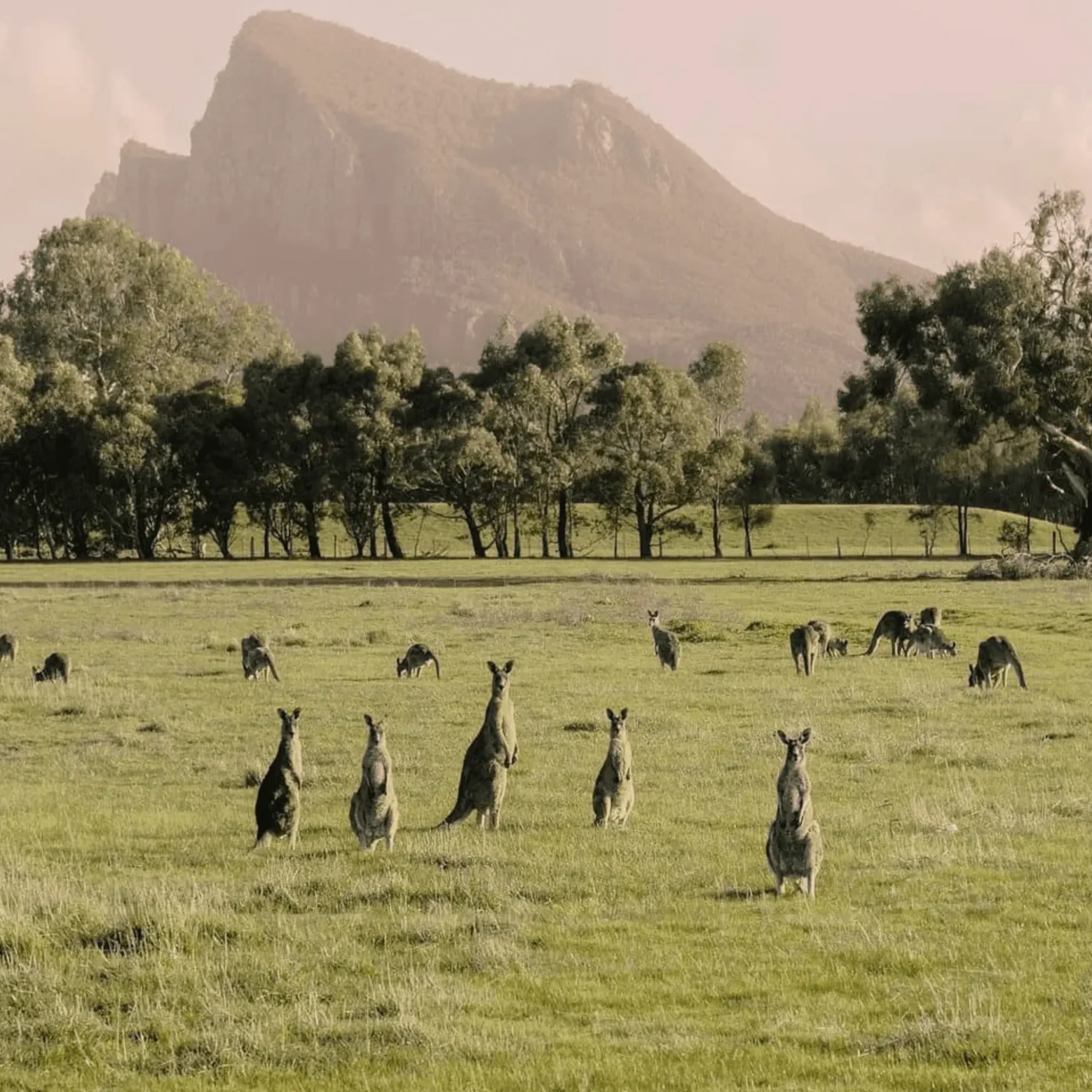 grampians wildlife tour