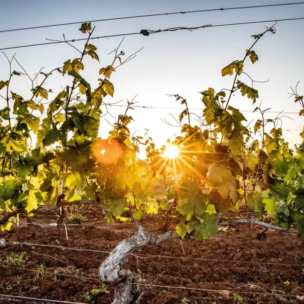 hunter valley food and wine tours