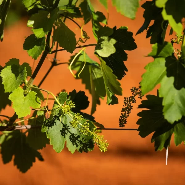 hunter valley group wine tours