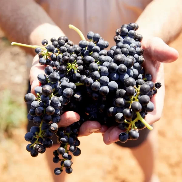hunter valley wine tasting tours