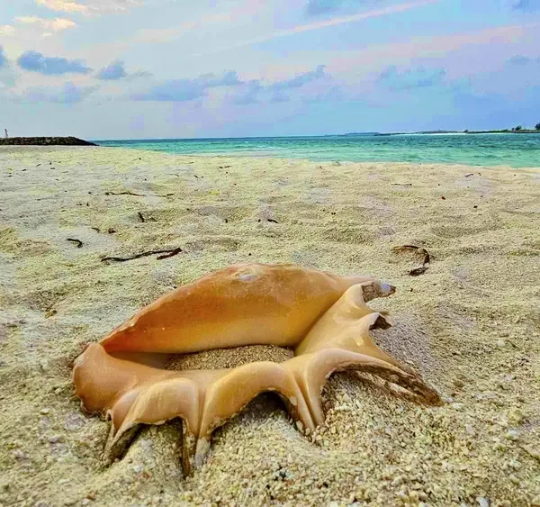 india sri lanka and maldives tour