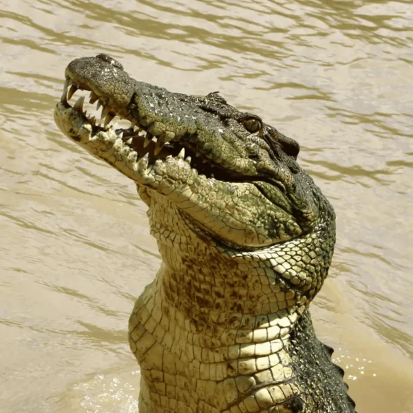 jumping croc adventure by darwin tours