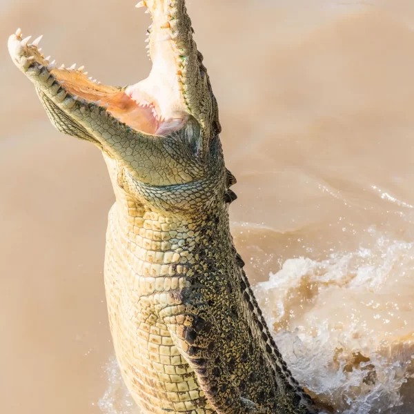adelai river crocodile tour