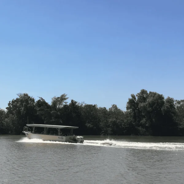 jumping croc cruise