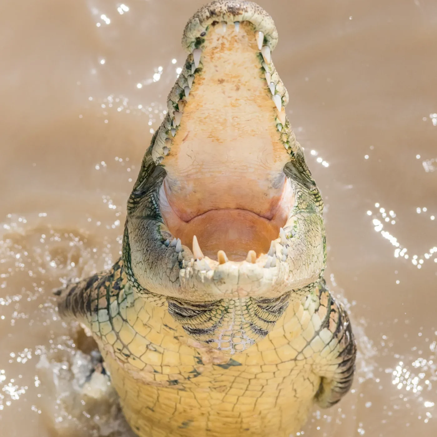 jumping croc tour