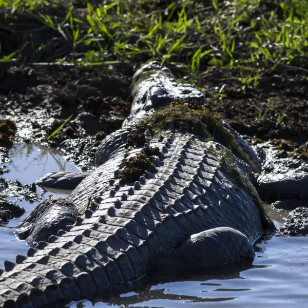 jumping croc tour adelai river