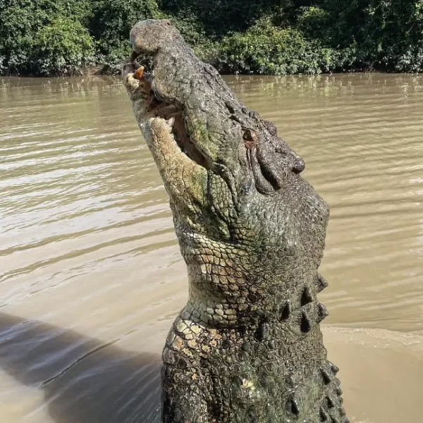 jumping crocodile darwin