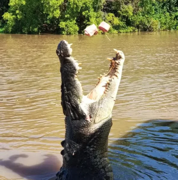 darwin croc tours