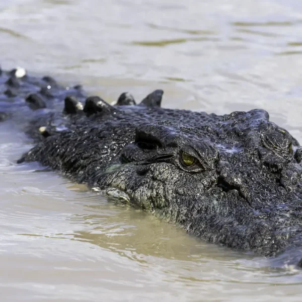 jumping croc tours