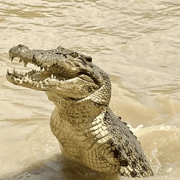 jumping crocodile cruise