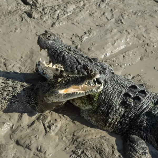darwin croc tours