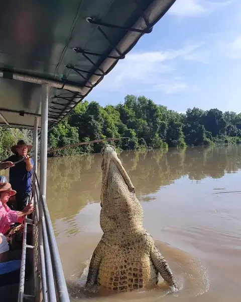 jumping crocodile darwin