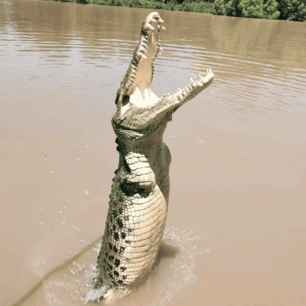 jumping crocodile tour