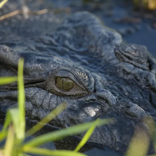 jumping crocodile tours darwin