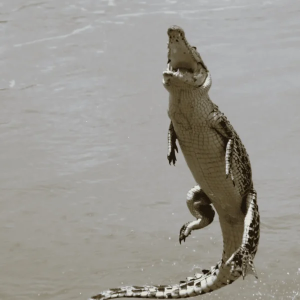 jumping crocodile tours