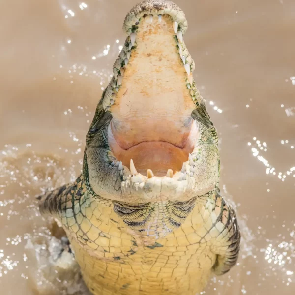 croc tours darwin
