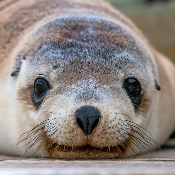 kangaroo island 3 day trip from adelaide