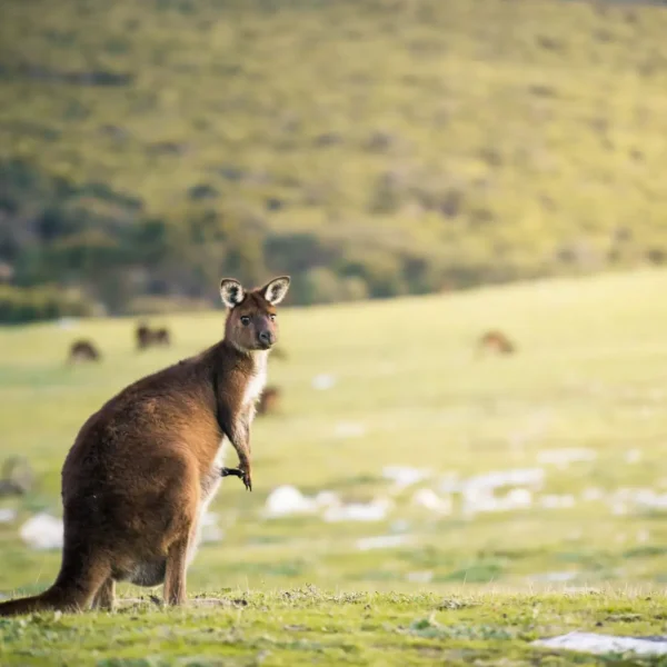 kangaroo island tours