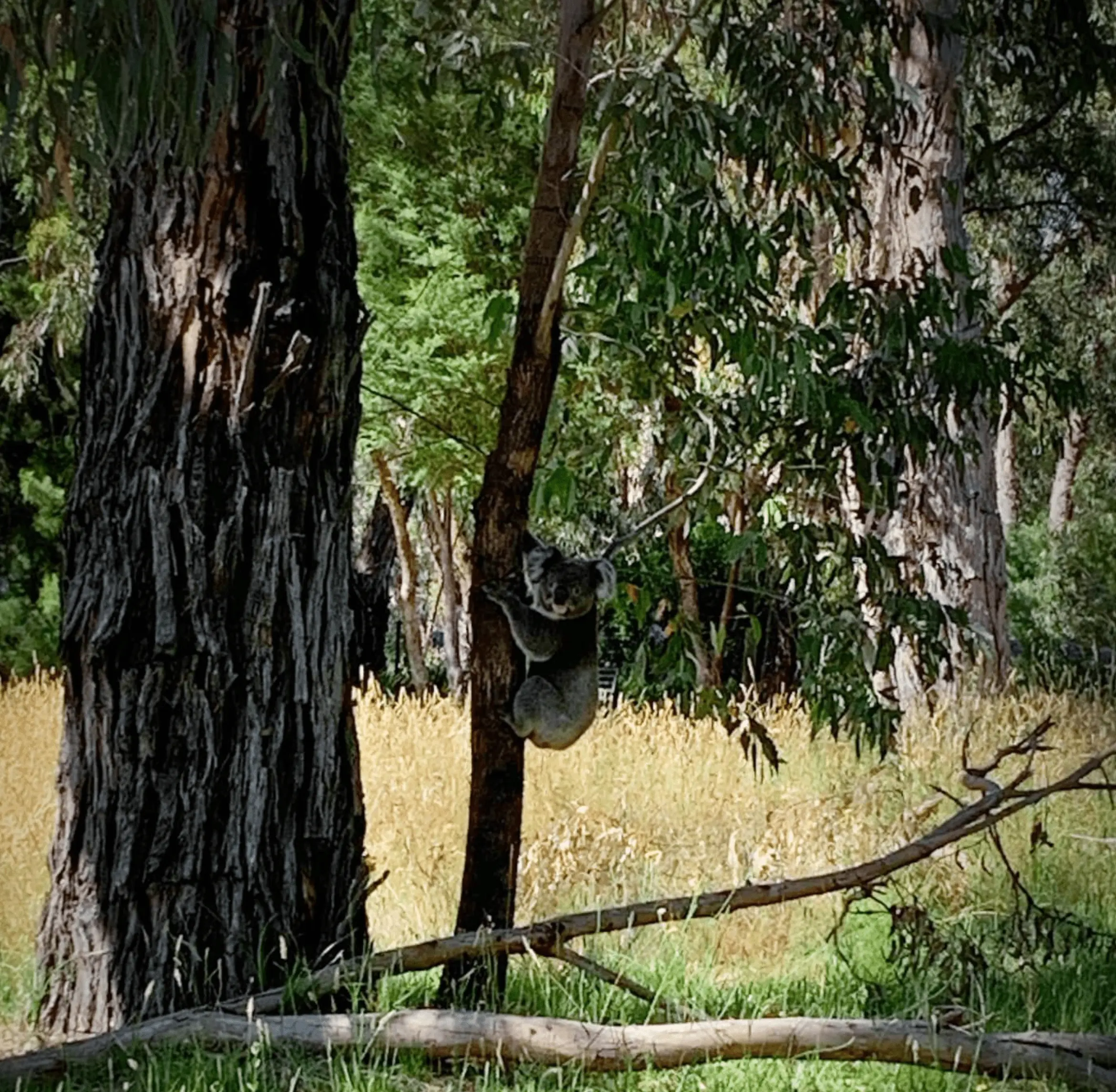 kennett river koala walk