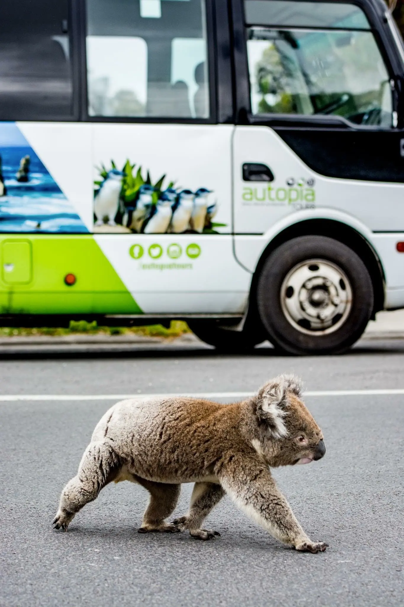 koala crossing road