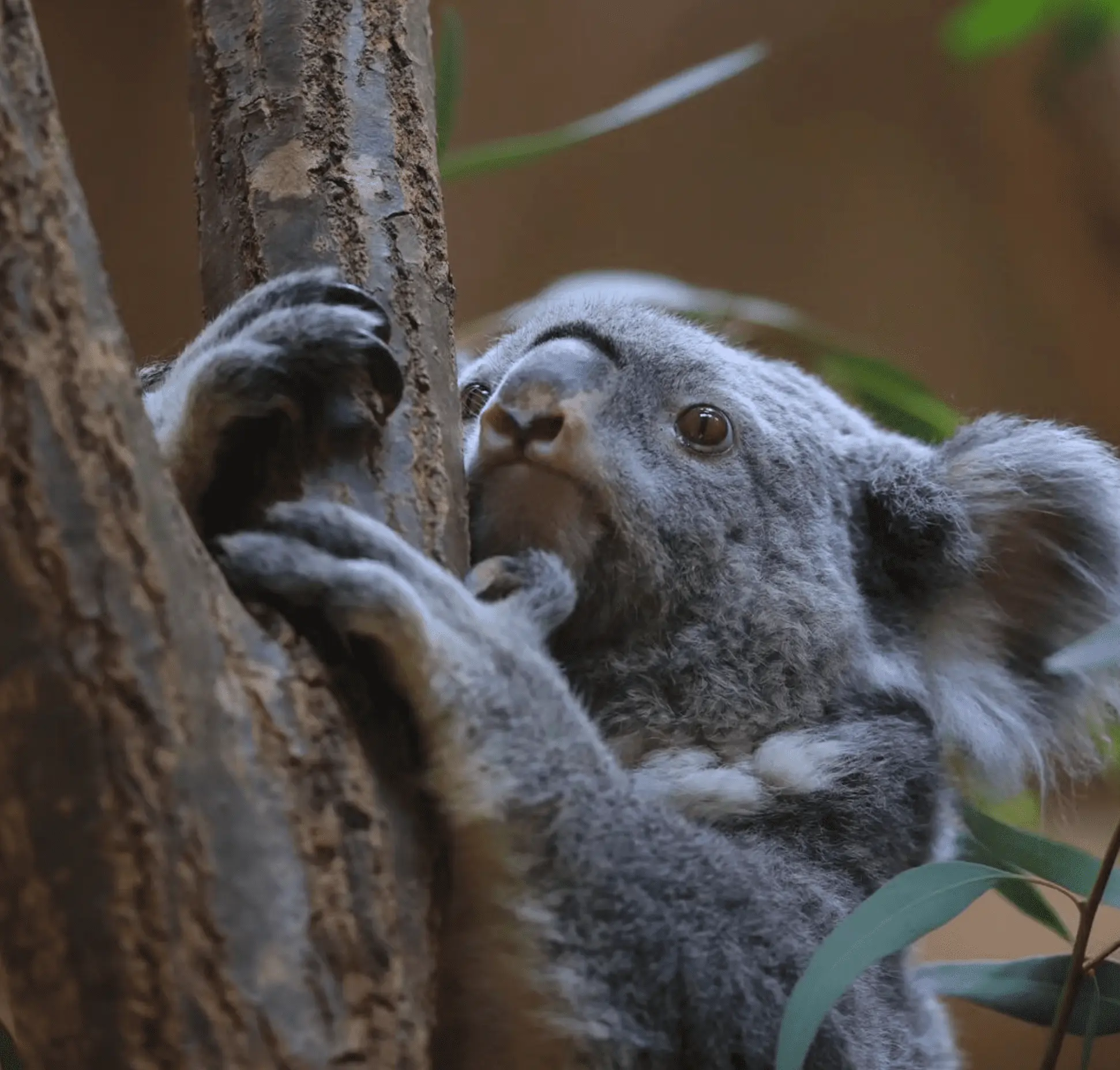 koalas in melbourne