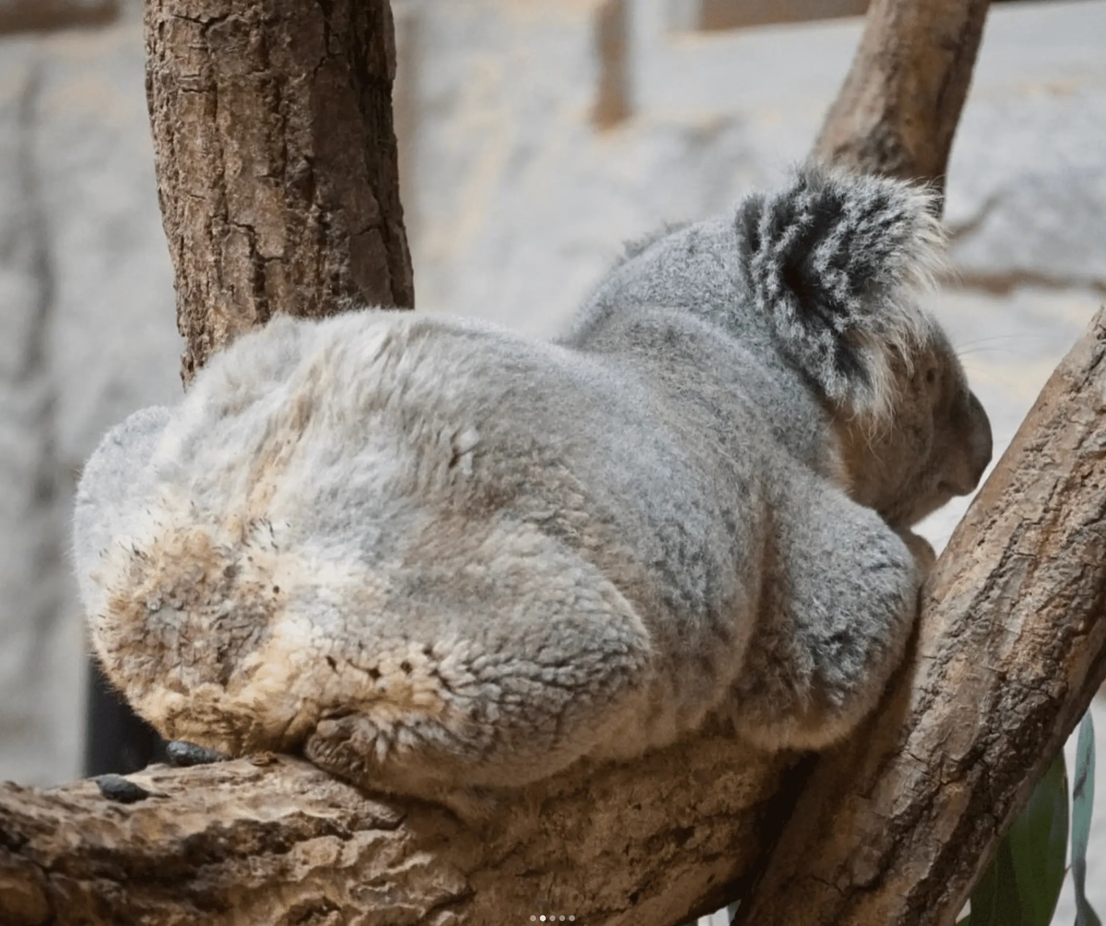 koalas melbourne