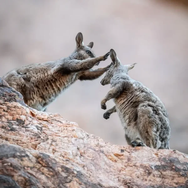larapinta walking tours