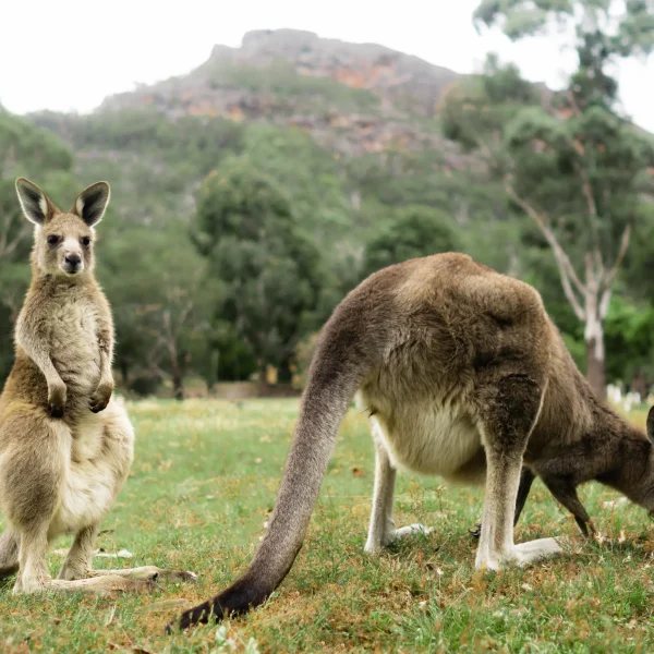 melbourne to adelaide by road