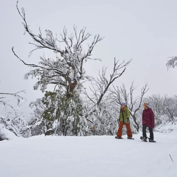 mount buller trip