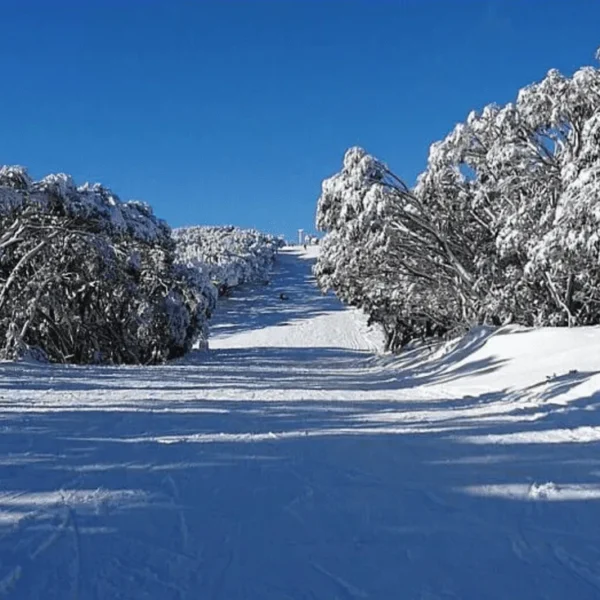 mt buller day trip package