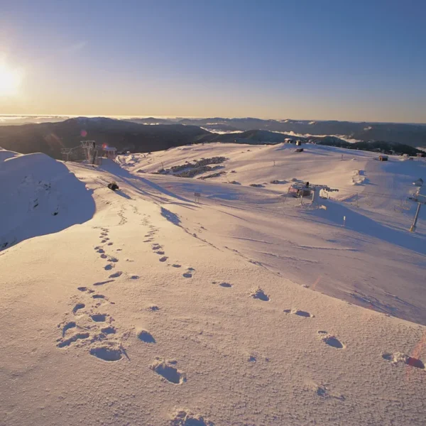 mt buller tours
